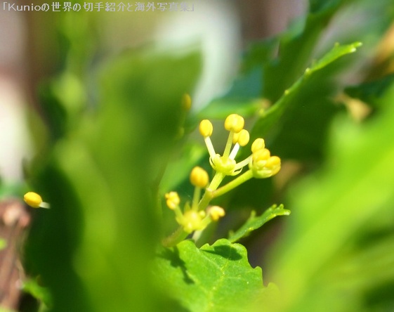 山椒の花