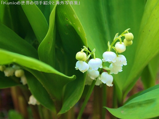 スズラン（鈴蘭、Lily of the valley、学名：Convallaria majalis）