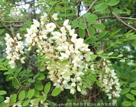 ニセアカシア (Robinia pseudoacacia) 