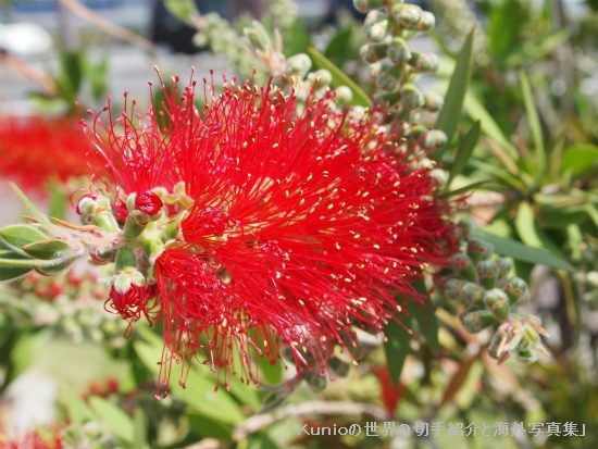 ブラシノキ（Red bottlebrush flower）