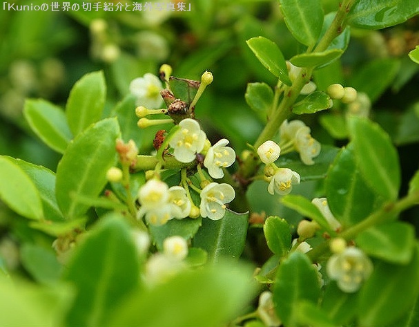 サカキ（榊、Cleyera japonica）