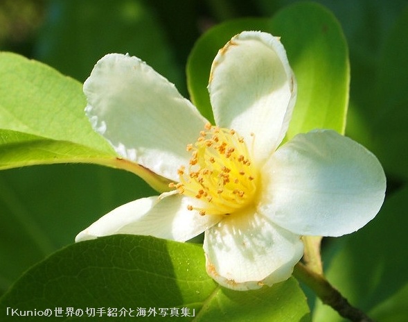 ナツツバキ（夏椿、シャラ） ツバキ科 学名：Stewartia pseudo-camellia.