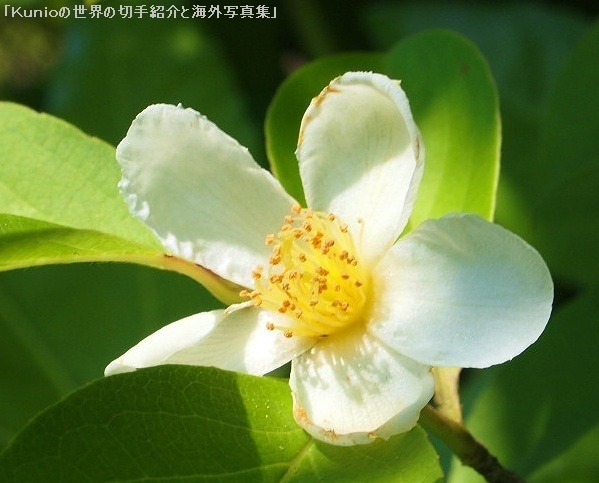 ナツツバキ（夏椿、学名：Stewartia pseudocamellia）
