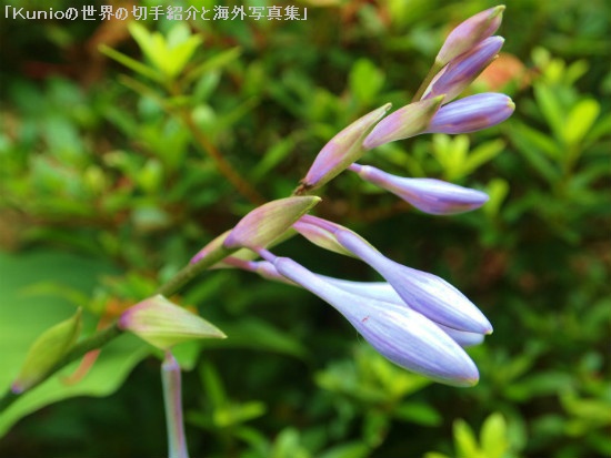 ギボウシ（擬宝珠、Hosta, Plantain lily）