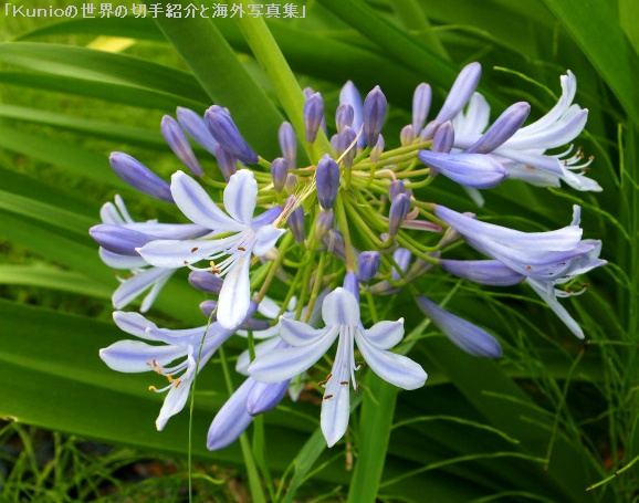 アガパンサス. （紫君子蘭（むらさきくんしらん）） (Agapanthus, African lily, Lily of the Nile) 