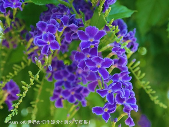 エレガントな紫色の花 - デュランタ（タカラヅカ)