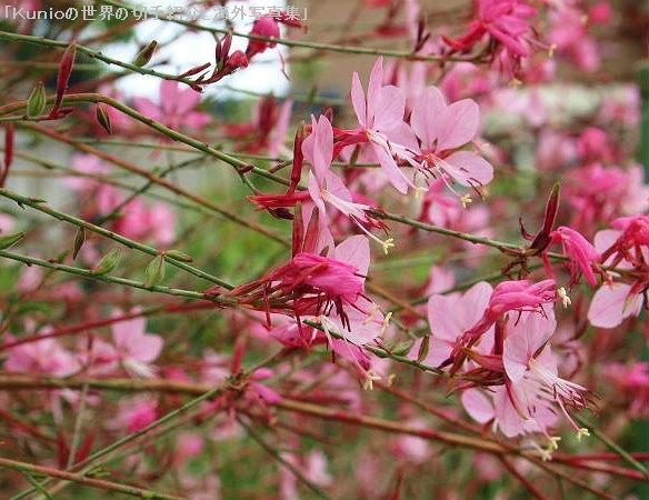 ヤマモモソウ（山桃草）という別名は淡いピンク色の花を咲かせるところから