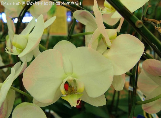 胡蝶蘭(コチョウラン Phalaenopsis aphrodite)