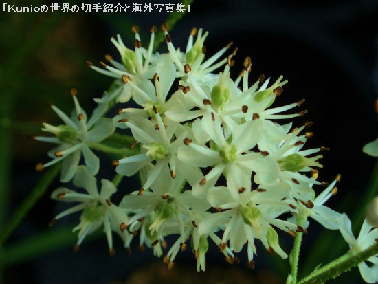 イワショウブ(岩菖蒲、学名 Tofieldia japonica)