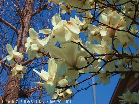 ハクモクレン（白木蓮、学名：Magnolia heptapeta）