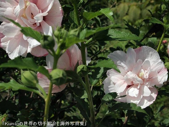 スイフヨウ（酔芙蓉、Hibiscus mutabilis cv. Versicolor）