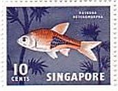 ハーレクイン（harlequin fish）　シンガポール　魚