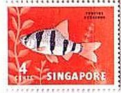 プンティウス（Tiger Barb） シンガポール