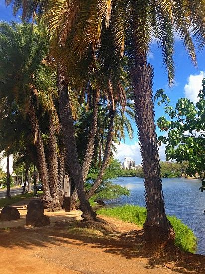 アラワイ運河と椰子の木
