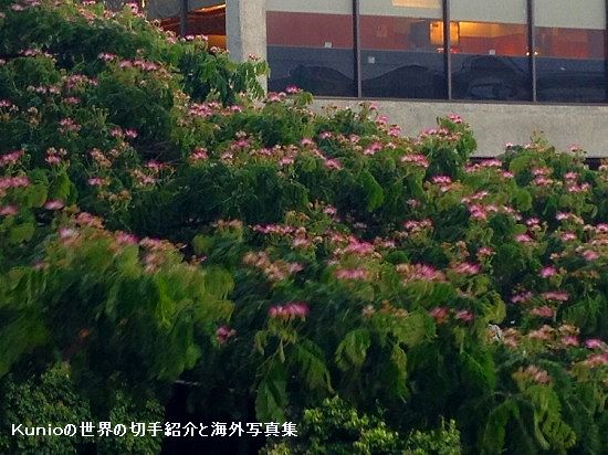 空港の合歓の木の花