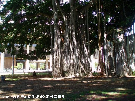 イオラニ宮殿　バニヤンツリー(Banyan Tree)