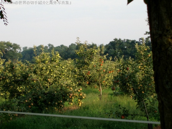 Mattituckのリンゴ園