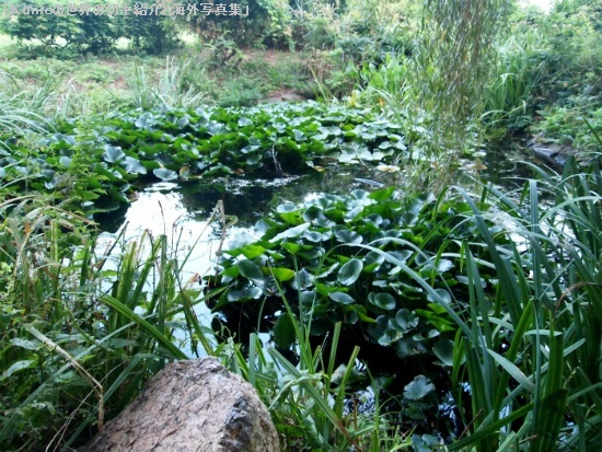 和風庭園の池