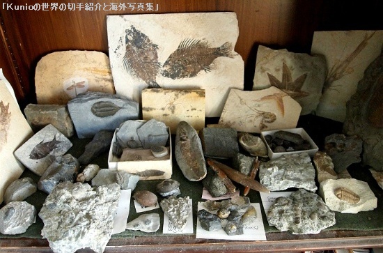 化石コレクションです。魚、三葉虫、貝、カエデ・・。
