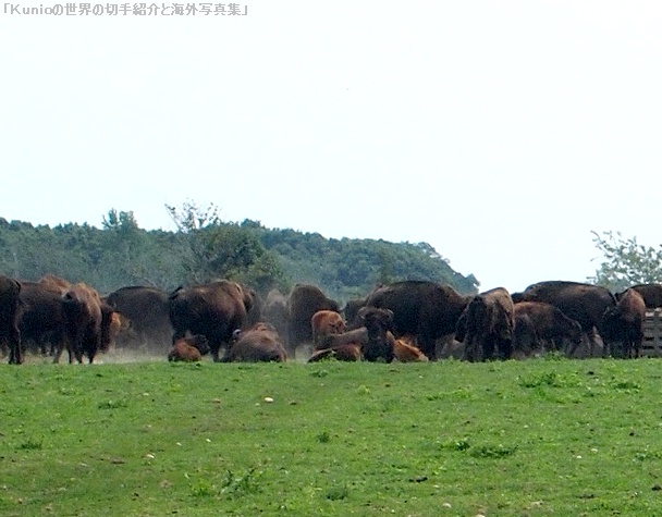 アメリカバイソン（Bison bison）