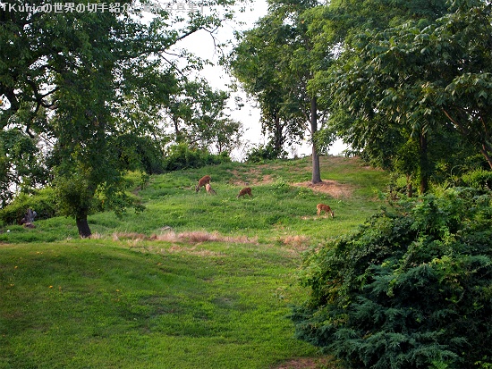 庭に夕方になると現れるシカの親子　バンビ