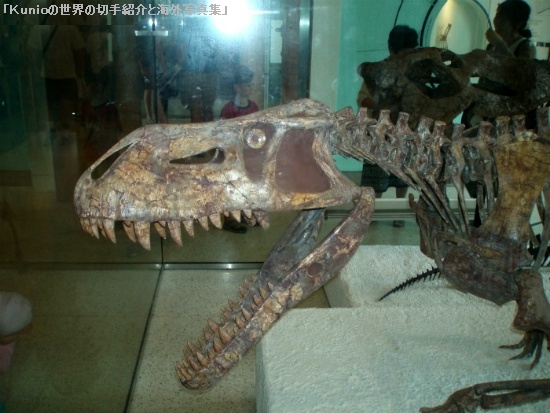 Tyrannosaurus rex (ティラノサウルス) 