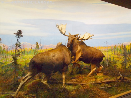 ヘラジカ（ ムース、箆鹿、Alces alces）　アラスカ