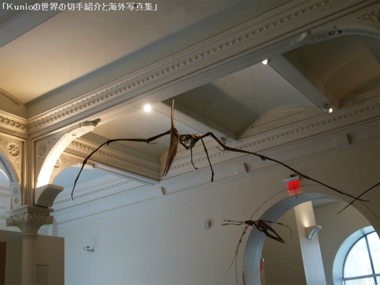 翼竜 （Pterosaur, Winged lizard, pterodactyl） プテラノドン（学名：Pteranodon）