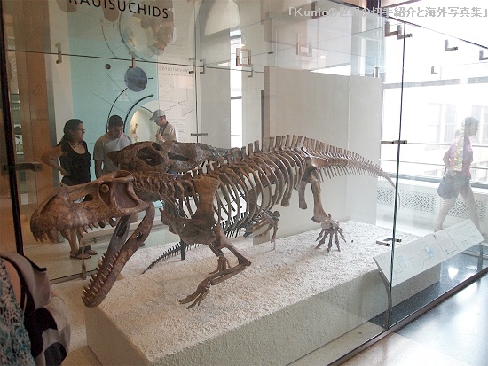 Tyrannosaurus rex (ティラノサウルス)の子供
