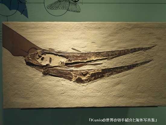 翼竜 （Pterosaur, Winged lizard, pterodactyl） プテラノドン（学名：Pteranodon）