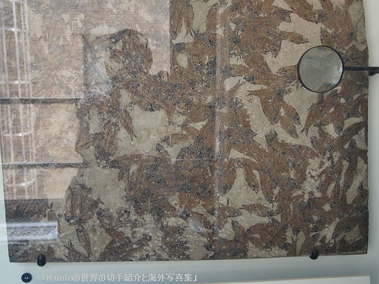 ワイオミングのグリーンリバー産の小魚化石