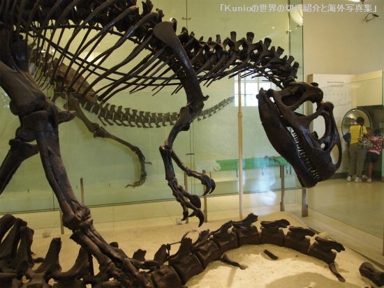 Allosaurus (アロサウルス)