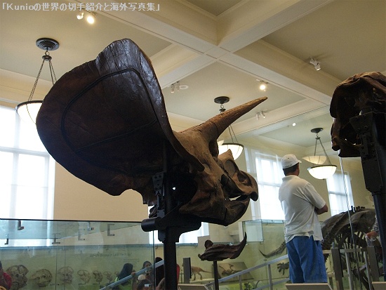 Triceratops (トリケラトプス)
