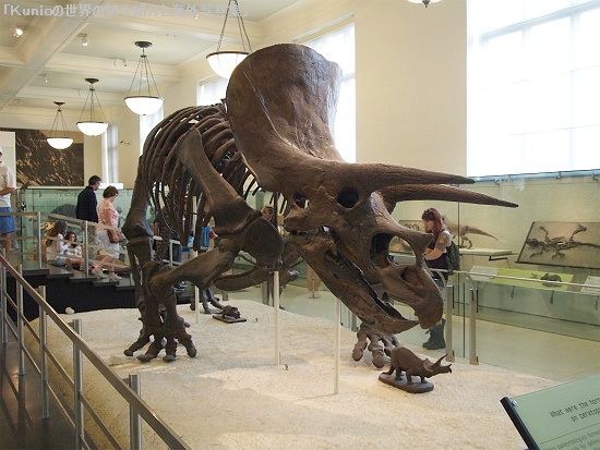 Triceratops　 (トリケラトプス)