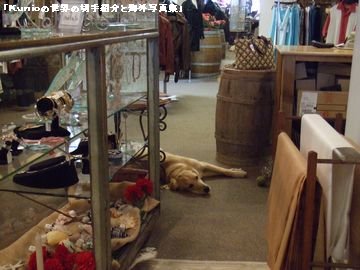 フェリー乗り場の近くのお店で　寝転ぶ犬