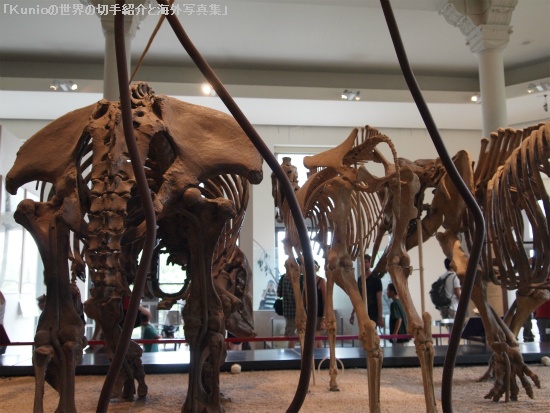 象の祖先マストドンの骨格