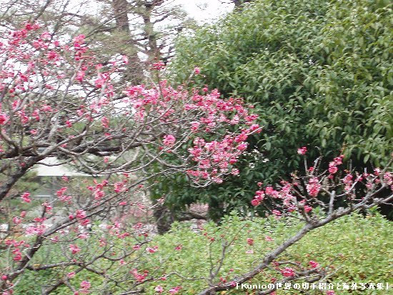 京都国立博物館の庭の白梅と紅梅（2010年、2月）