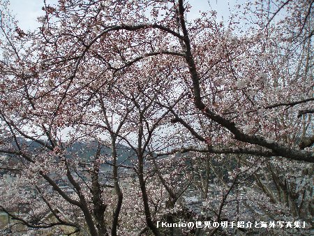 高取・道すがらの満開の桜