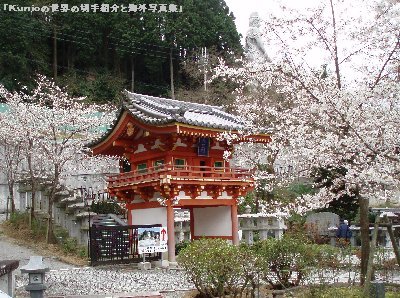 奈良・壺阪寺の山門と櫻