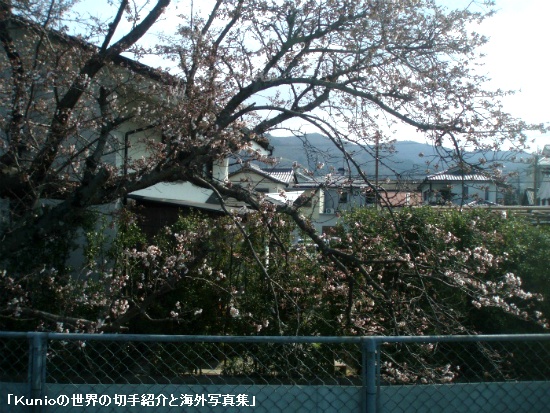 三輪駅の桜