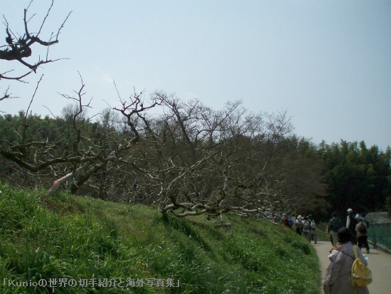 奈良名物の柿の木