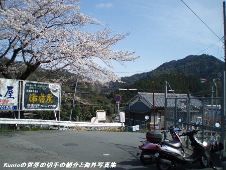 近鉄長谷寺駅から長谷寺方面を桜の木も歓迎しています