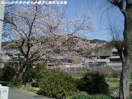 奈良・桜井東中学の桜と初瀬川