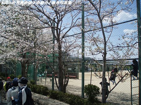 桜井市黒崎の朝倉小学校と桜の木