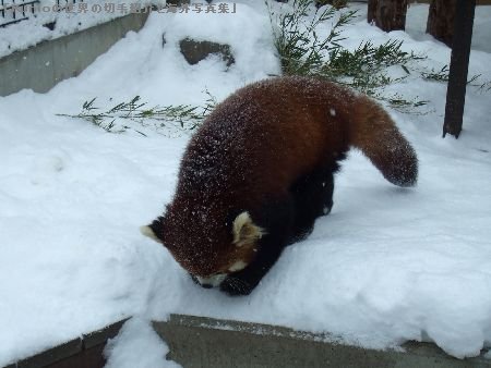 北海道・旭川・旭山動物園のレッサーパンダの写真