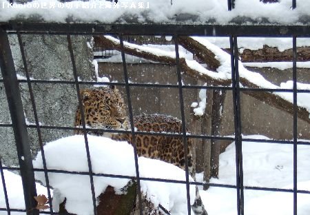北海道・旭川・旭山動物園のトラとライオンの写真　アムールヒョウ