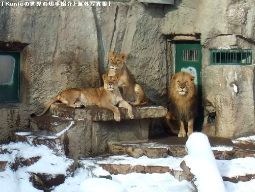 北海道・札幌・円山動物園のユキヒョウ、トラとライオン