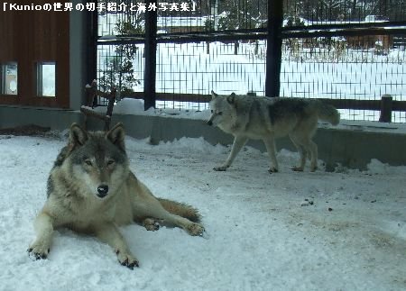 北海道・札幌・円山動物園のオオカミ