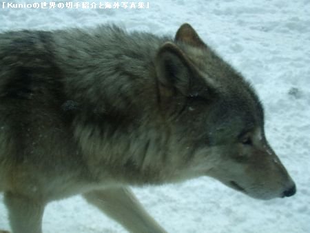 北海道・札幌・円山動物園のオオカミ