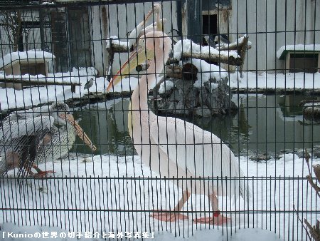 札幌・円山動物園のペリカンと虎の穴